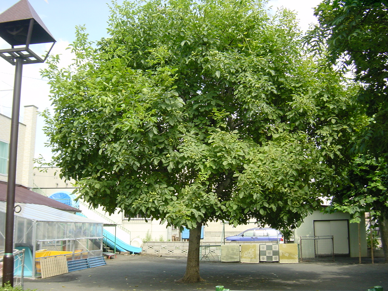 山鼻保育園中庭の胡桃（くるみ）の木